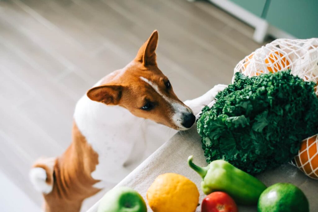 what human food can i feed my diabetic dog